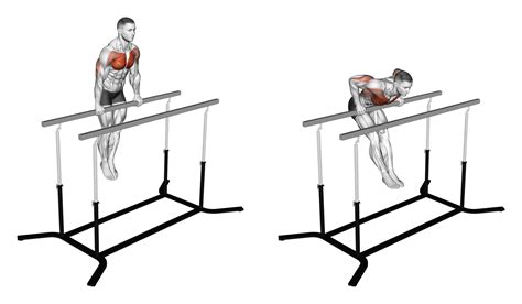 Straight Bar Dips Exercise