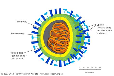 strain of a virus definition