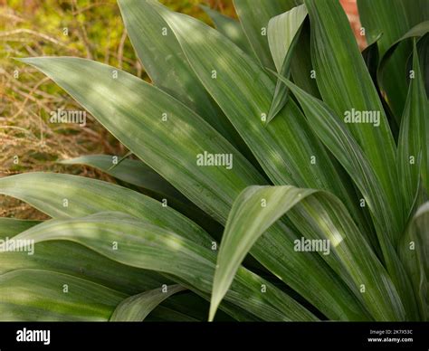 Strap Leaves Definition