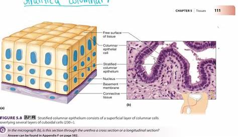 Epithelial Tissue Anatomy & Physiology