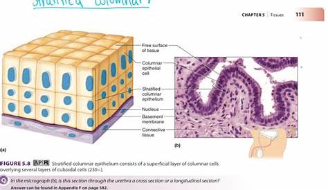 Stratified Columnar Epithelium Location And Function Squamous Definition, Types & Examples