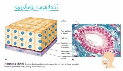 Stratified Cuboidal Drawing Chapter 4 Epithelial Tissue ID 1 Flashcards Easy Notecards
