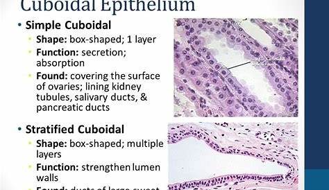 Stratified Cuboidal Epithelial Tissue Function Epithelium Slidedocnow