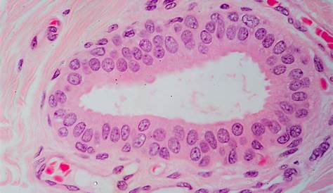 Stratified Cuboidal Epithelial Tissue Epithelium Duct, Lm Photograph By