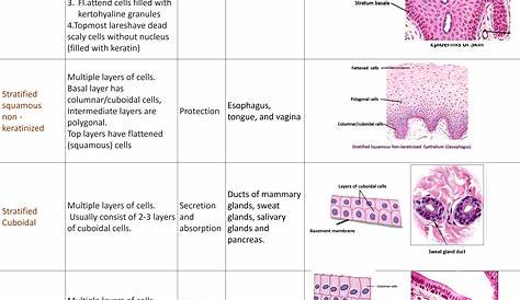 What is Epithelial Tissue Different Types of Structure