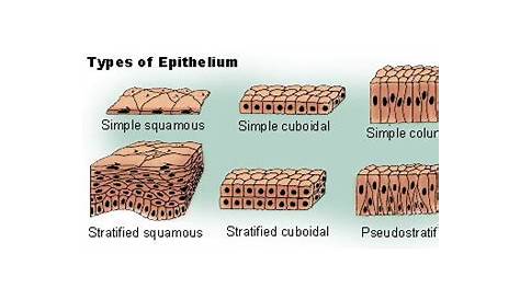 Stratified Epithelium Types With Audio YouTube