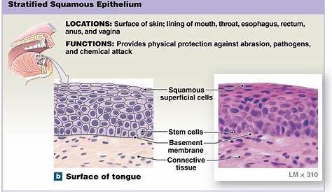 Stratified Squamous Epithelial Tissue Function And Location PPT Simple Epithelium PowerPoint Presentation