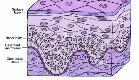 Stratified Squamous Epithelial Tissue Labeled Histology Image Membranous Epithelium