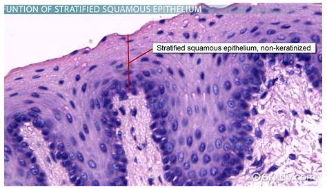 Stratified Squamous Epithelial Tissue Location Epithelium