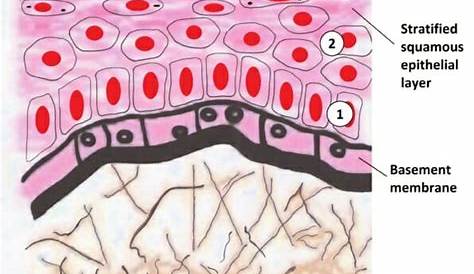 What is Stratified Squamous Epithelium? Video & Lesson