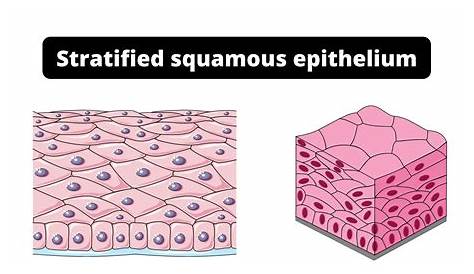 Stratified Squamous Epithelium Tissue Photograph By Biology Pics