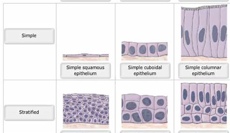 Stratified Squamous Tissue Is An Example Of Quizlet Simple Epithelium Function Slide Share