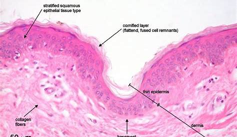 Stratified Squamous Tissue Labeled Epithelium Definition, Types & Examples