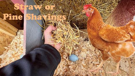 Straw In Nesting Boxes