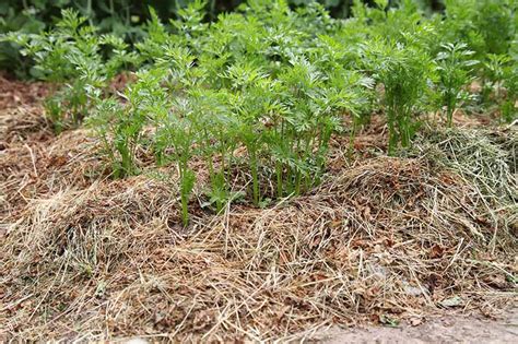 Straw Mulch Carrots