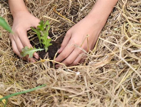 Straw Mulch Seedlings