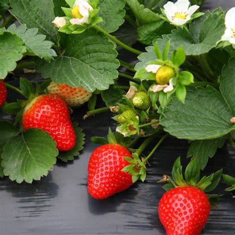 Strawberi