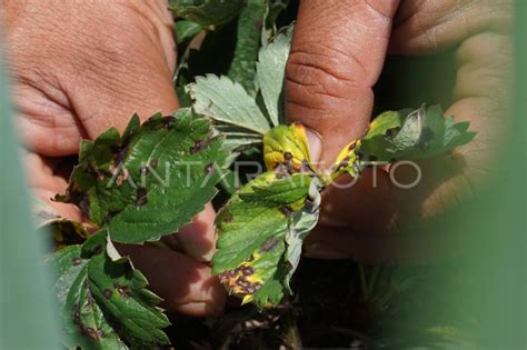 strawberi peradangan