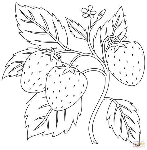 Blueberry Coloring Pages Best Coloring Pages For Kids