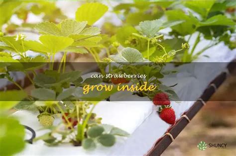 Strawberries Grow Inside