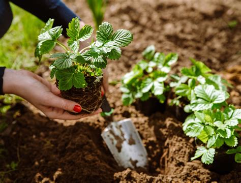 Strawberries Growing Soil