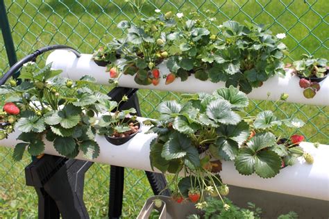 Strawberries in hydroponics