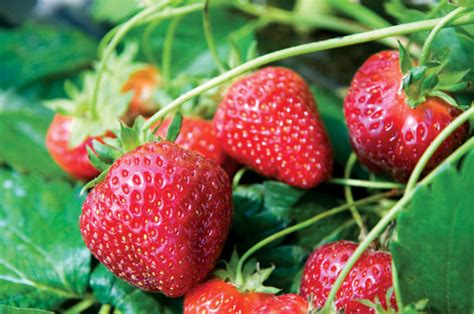 Strawberries Tennessee