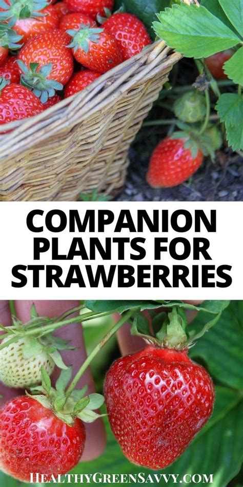 Strawberry Companion Plants HealthyGreenSavvy