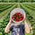 strawberry farm milwaukee