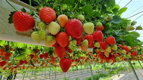 Awesome Hydroponic Strawberries Farming Modern