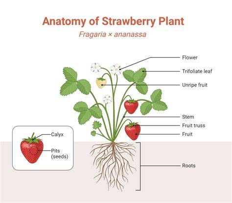 Strawberry anatomy diagram