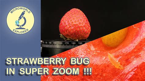 Strawberry Bugs Under Microscope
