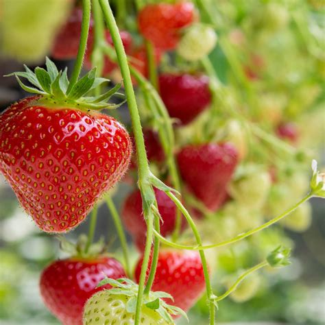Strawberry Bush Near Me