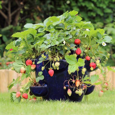 strawberry container plants