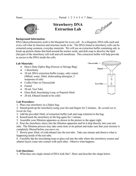 strawberry dna extraction lab worksheet answers