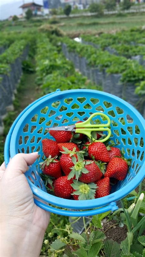 Strawberry Farm Bandung