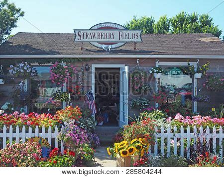 strawberry fields montauk