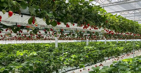 Strawberry Growing Management