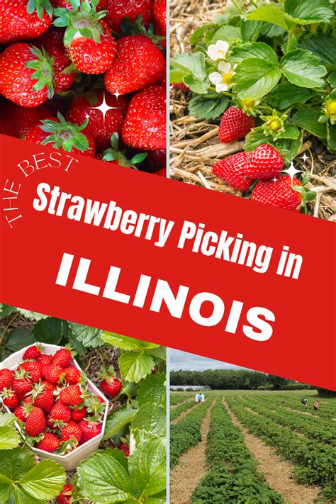 Strawberry Picking Illinois