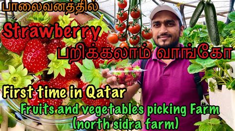 Strawberry Picking Qatar