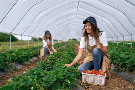 Strawberry Picking Utah