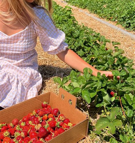 Strawberry Picking Video