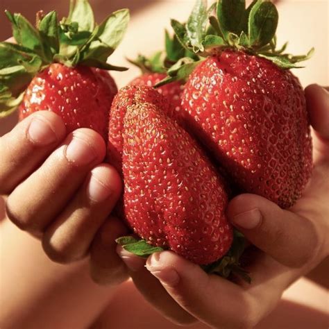 strawberry plants buy online