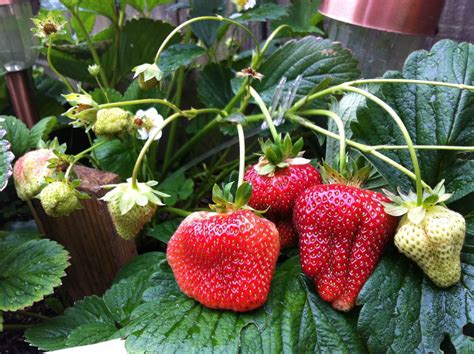 strawberry plants for sale near me delivery