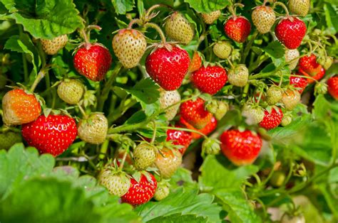 strawberry plants near me nursery