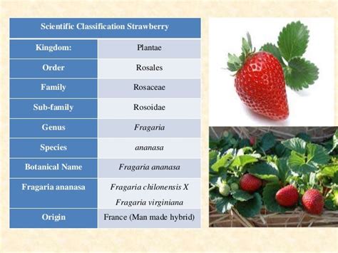 strawberry scientific name
