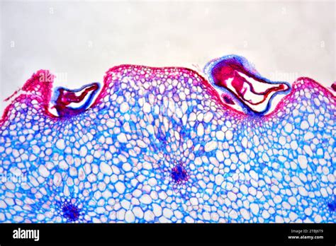 Strawberry Seed Under Microscope