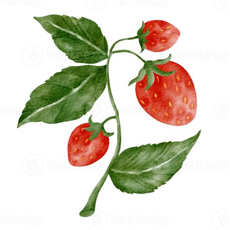 Strawberry Tree Drawing