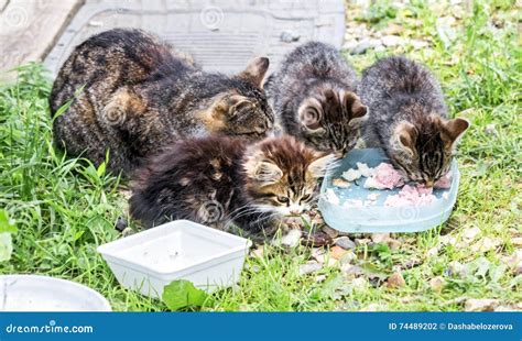 Stray Cat With Kittens