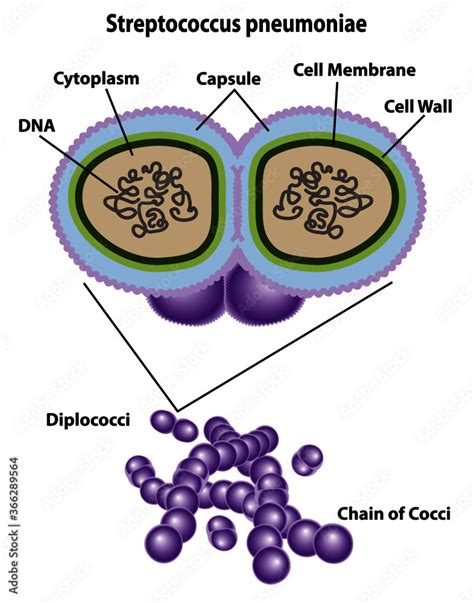 streptococcus pneumoniae capsule